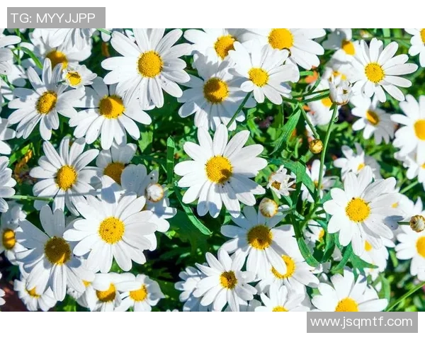 外国足球明星的绚丽人生与他们背后的花卉文化探索